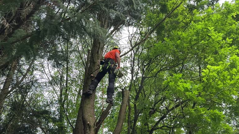 How Our Tree Care Process Works  in  Chevy Chase Heights, PA